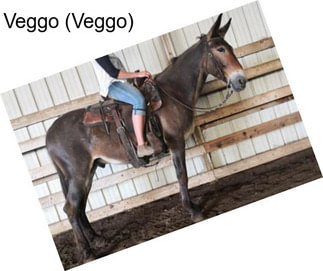 Veggo (Veggo)