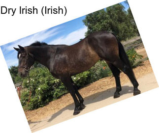 Dry Irish (Irish)