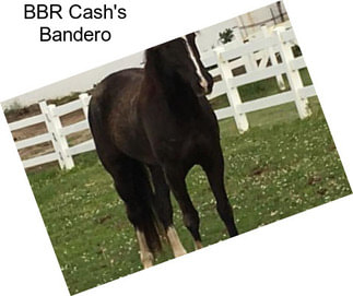 BBR Cash\'s Bandero