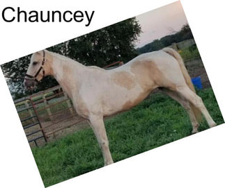 Chauncey