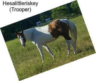 Hesalittleriskey (Trooper)