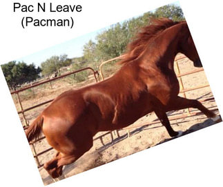 Pac N Leave (Pacman)