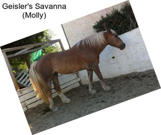 Geisler\'s Savanna (Molly)