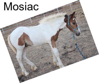 Mosiac