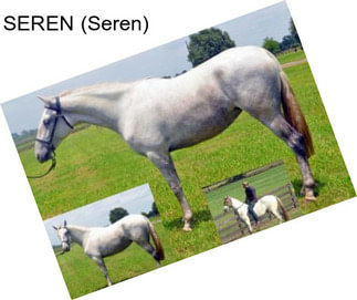 SEREN (Seren)