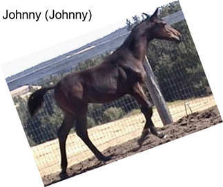 Johnny (Johnny)
