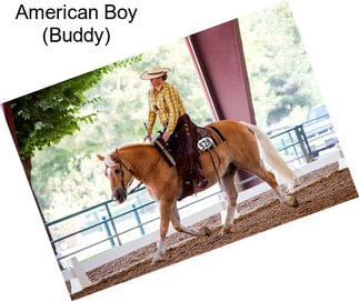 American Boy (Buddy)