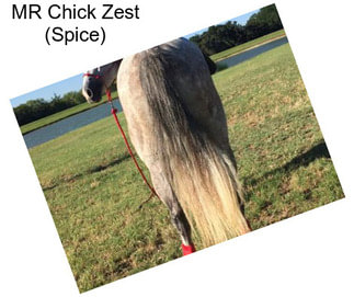 MR Chick Zest (Spice)