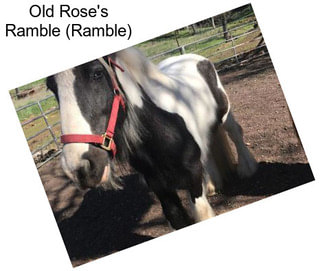 Old Rose\'s Ramble (Ramble)