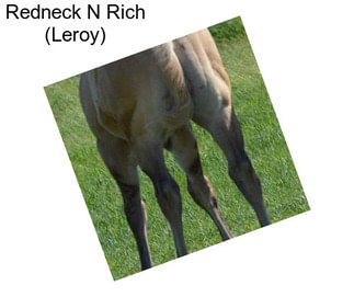 Redneck N Rich (Leroy)