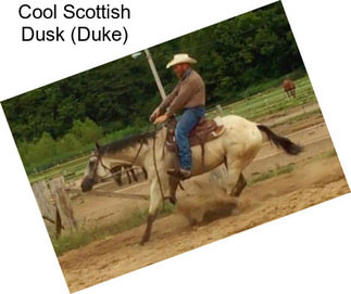 Cool Scottish Dusk (Duke)