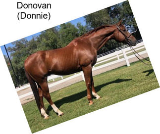 Donovan (Donnie)