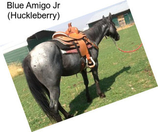 Blue Amigo Jr (Huckleberry)