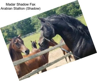 Madar Shadow Fax Arabian Stallion (Shadow)