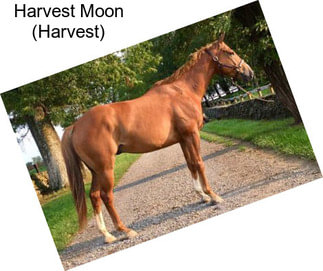 Harvest Moon (Harvest)