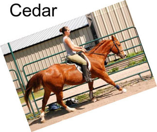 Cedar