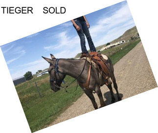 TIEGER    SOLD