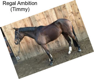 Regal Ambition (Timmy)