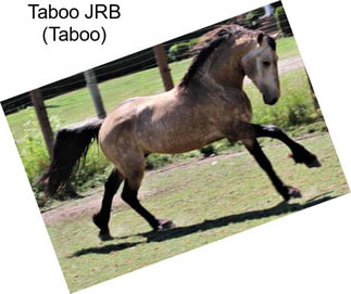 Taboo JRB (Taboo)