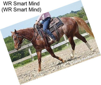 WR Smart Mind (WR Smart Mind)