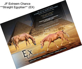JF Extreem Chance **Straight Egyptian** (EX)