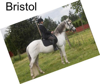 Bristol