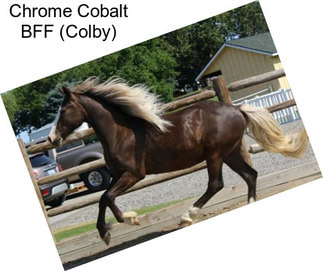 Chrome Cobalt BFF (Colby)