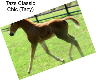 Tazs Classic Chic (Tazy)