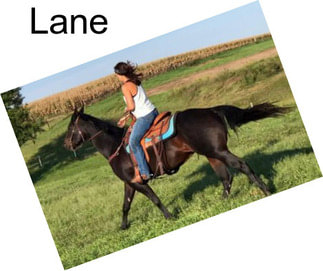 Lane