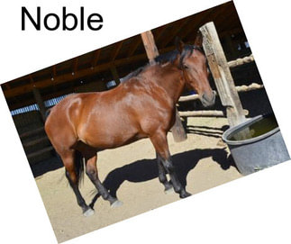 Noble