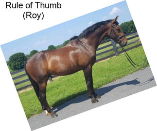 Rule of Thumb (Roy)