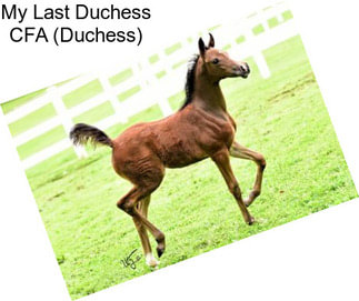 My Last Duchess CFA (Duchess)