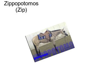 Zippopotomos (Zip)