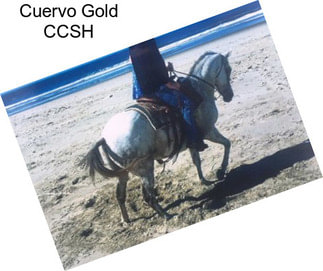 Cuervo Gold CCSH