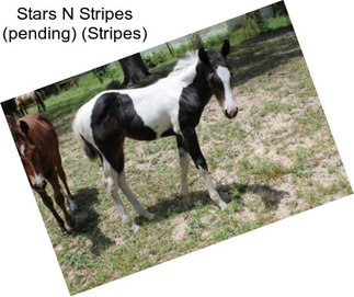 Stars N Stripes (pending) (Stripes)