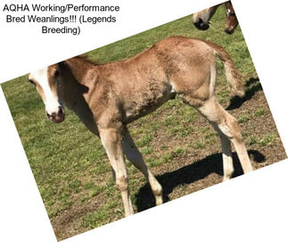 AQHA Working/Performance Bred Weanlings!!! (Legends Breeding)