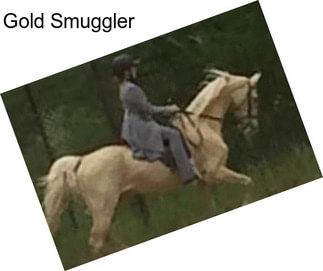 Gold Smuggler