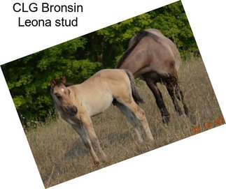 CLG Bronsin Leona stud