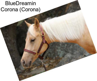 BlueDreamin Corona (Corona)