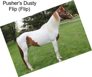 Pusher\'s Dusty Flip (Flip)