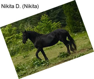 Nikita D. (Nikita)