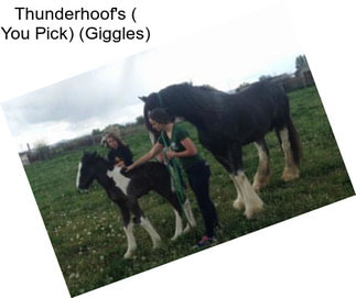 Thunderhoof\'s ( You Pick) (Giggles)