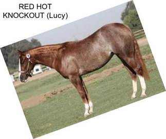 RED HOT KNOCKOUT (Lucy)