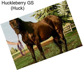 Huckleberry GS (Huck)