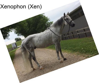 Xenophon (Xen)