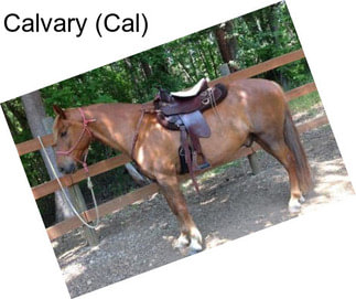 Calvary (Cal)