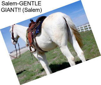 Salem-GENTLE GIANT!! (Salem)