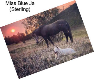 Miss Blue Ja (Sterling)