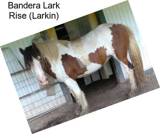 Bandera Lark Rise (Larkin)