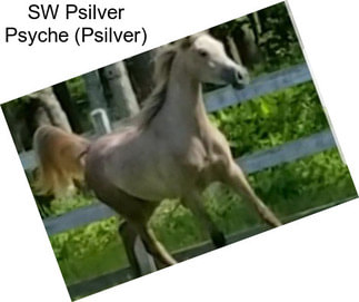 SW Psilver Psyche (Psilver)